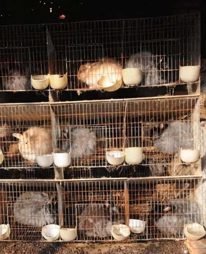 Angora2