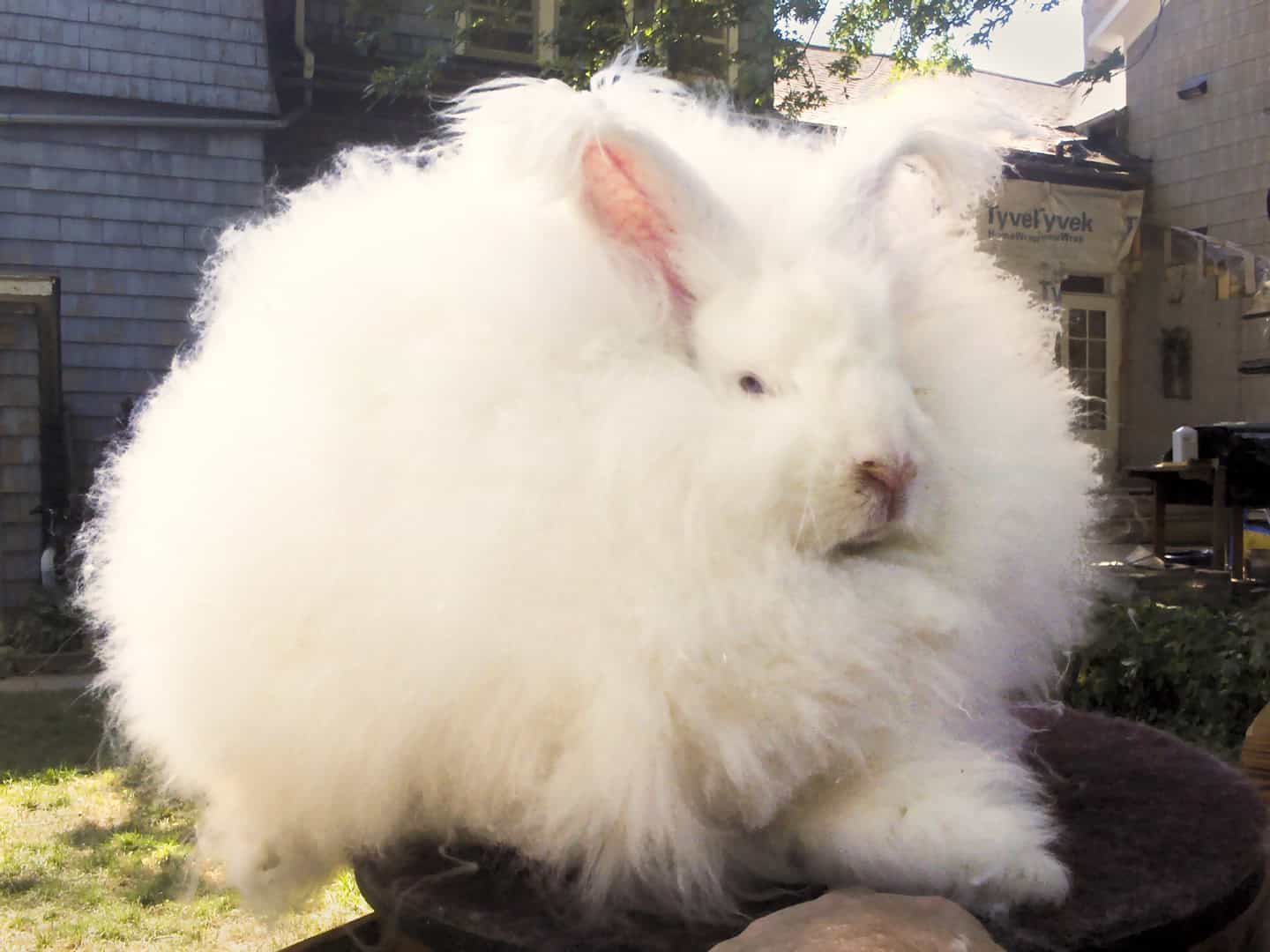 Joey_Giant_Angora_Buck-rebalanced