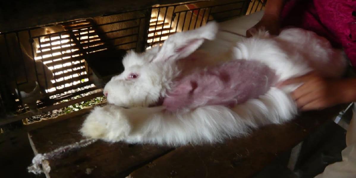 SKNS_pluckedangorarabbit_NC_PO_AJ
