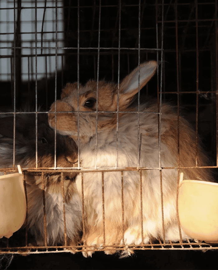 Angora1