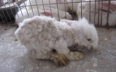 7 Reasons Never To Wear Angora