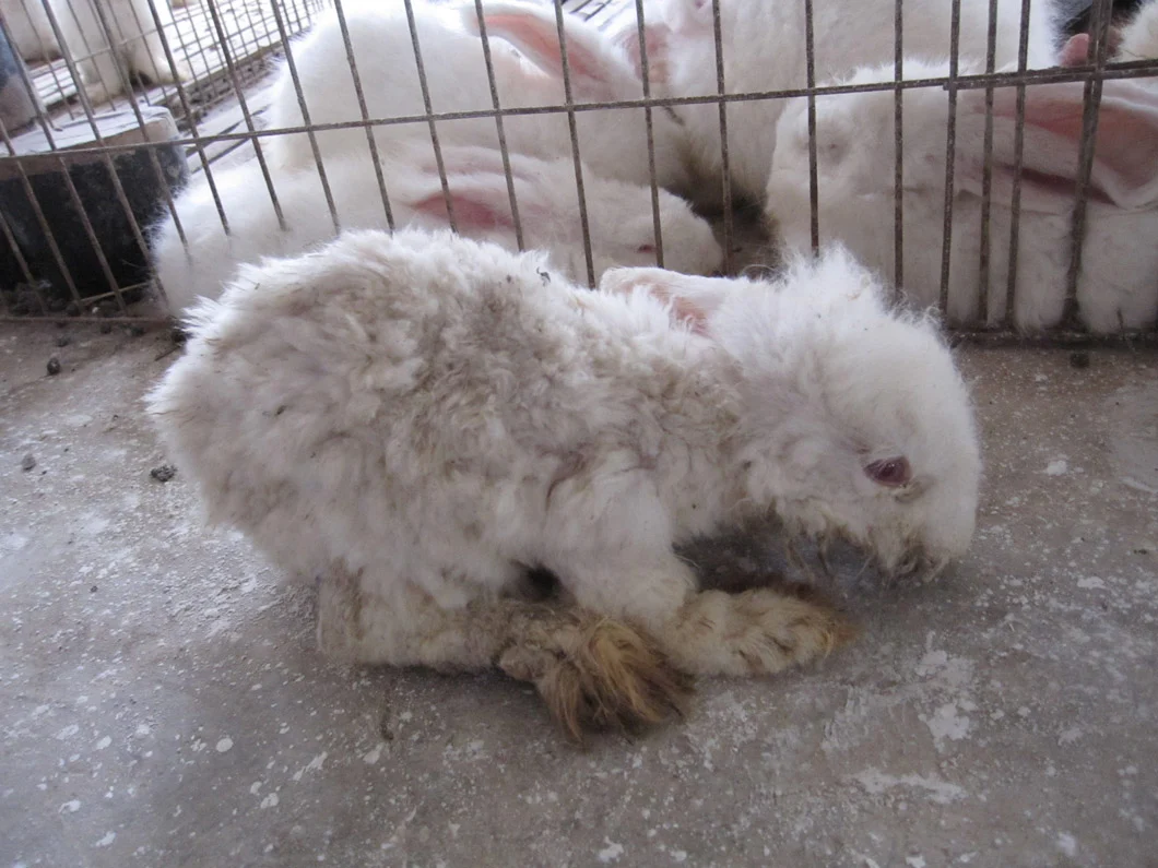 Humane-AngoraWeak-and-Scared-Baby-Rabbit